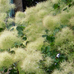 スモークツリー 苗 グリーンボール 苗木　雌株 4枚目の画像