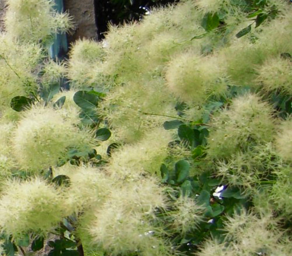 スモークツリー 苗 グリーンボール 苗木　雌株 4枚目の画像