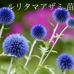 ルリタマアザミ 苗 2苗セット るり玉あざみ その他インテリア雑貨 森の