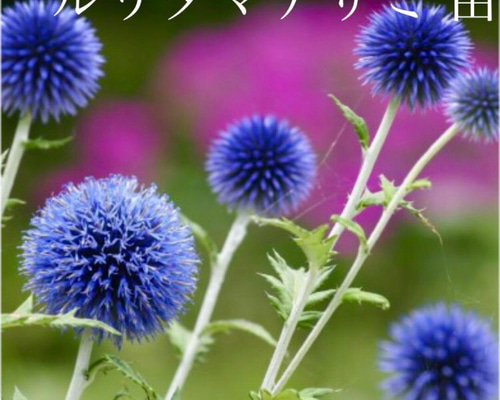 1_588f19d6c41e73ade950ee810920