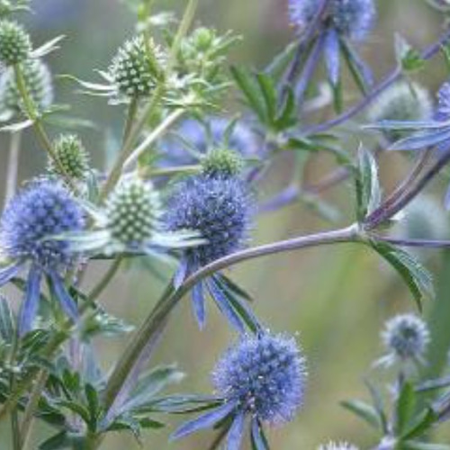 エリンジューム プラチナム 苗♡ドライフラワーにも♩ ドライ