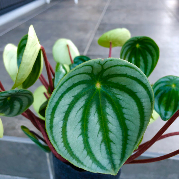 4【特大】ペペロミア スイカぺぺ 観葉植物