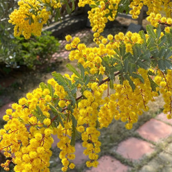 プルプレア 希少品種♡ミモザ アカシア 苗 ドライフラワーにも