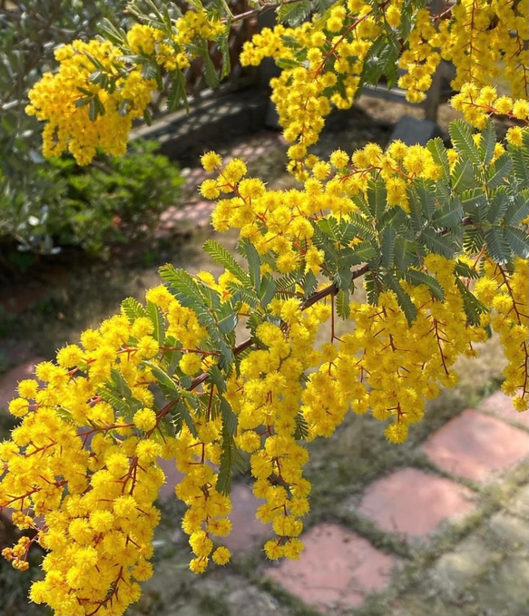 プルプレア 希少品種♡ミモザ アカシア 苗 ドライフラワーにも