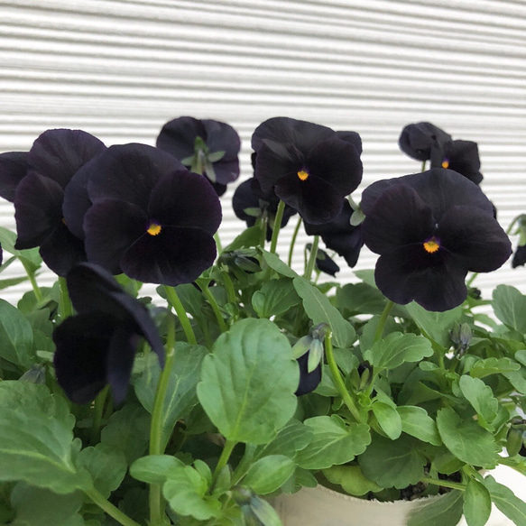 希少な黒花ビオラ♡2ポットセット♡シックな色合い♩ その他インテリア