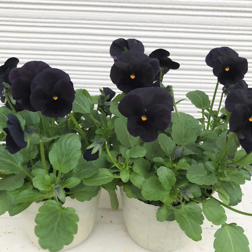 希少な黒花ビオラ♡2ポットセット♡シックな色合い♩ その他インテリア