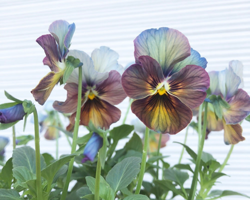 アンティーク ビオラ なごみももか しんしん♡2ポットセット その他