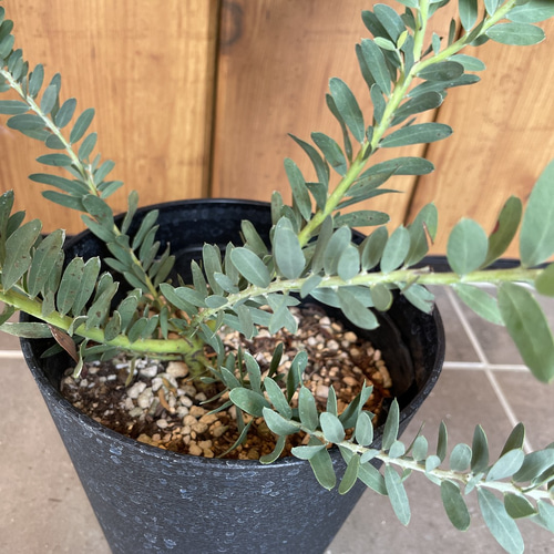 アカシア ブルーブッシュ 大苗 高さ150㌢横135㌢ き*う様 アカシア