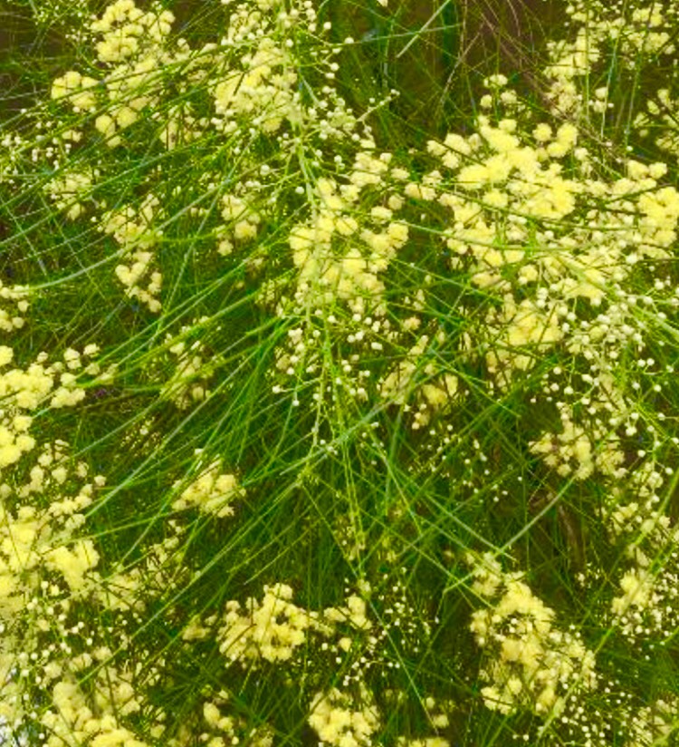ミモザ ぱど太郎ページ　四季咲き♡アカシア　オールリーフワトル　鉢植え　