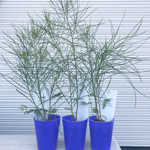 ぱど太郎ページ　四季咲き♡アカシア　オールリーフワトル　鉢植え　 ミモザ 超希少！ミモザ アカシア オールリーフ○オールリーフワトル