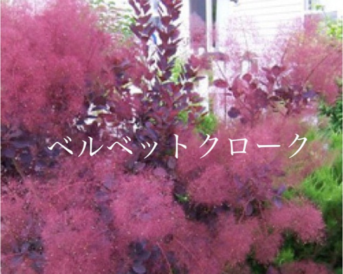 スモークツリー 『ベルベットクローク』 紫葉多花性 【121