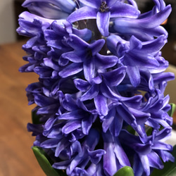 セール‼️ヒヤシンス♡水栽培セット♡球根とポット　紫色 5枚目の画像