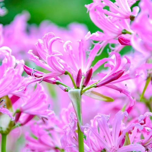 ネリネ♡ダイヤモンドリリー♡春植え球根♡大きめ 多肉植物 森の小さな