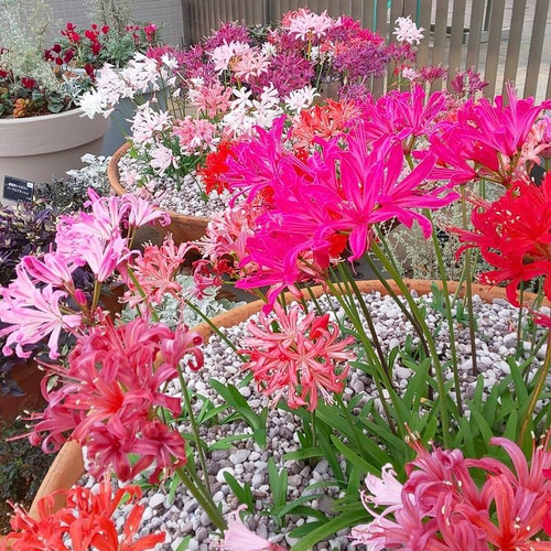 ネリネ♡ダイヤモンドリリー♡春植え球根♡大きめ 多肉植物 森の小さな