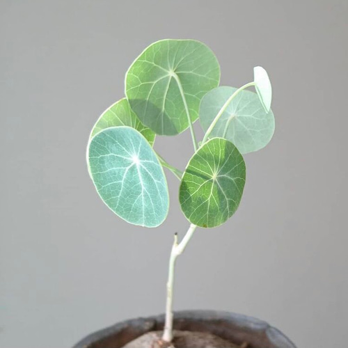 ステファニア エレクタ♡発芽済み♡塊根植物♡レア♡コーデックス 多肉