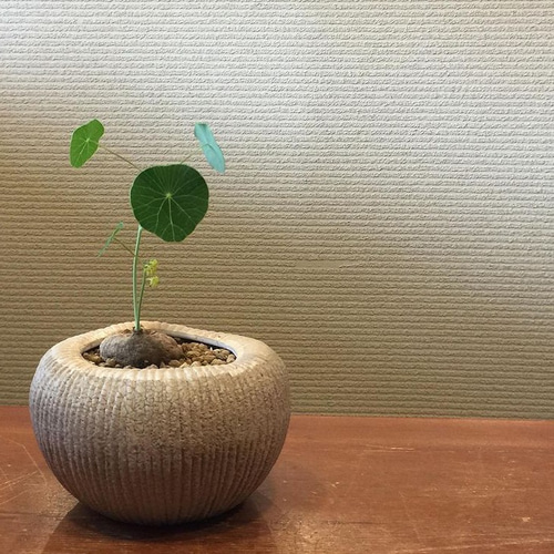 ステファニア エレクタ♡発芽済み♡塊根植物♡レア♡コーデックス 多肉
