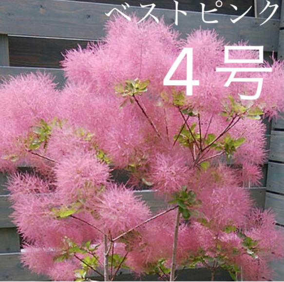 スモークツリー ベストピンク * | orlaya.小さな花屋