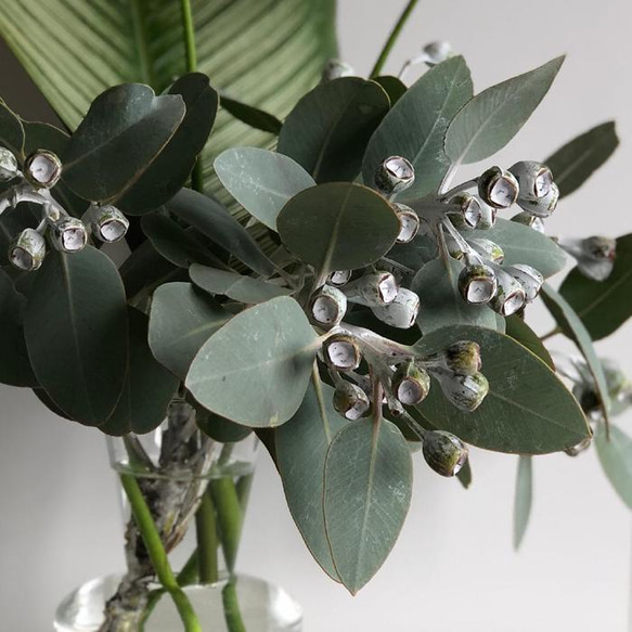 ユーカリ♡プレウロカルパ♡苗♡ドライフラワーにも♩苗木 ドライ