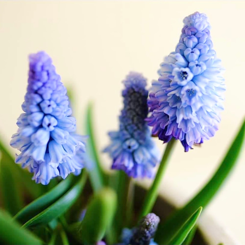 【球根】ムスカリ　ミックス　10球　ピンク　白　青　薄青　子株付き 花の大和 球根 毎年花が咲く球根 ムスカリ混合 10球 hyk : フラワー