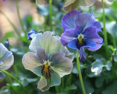 【激安アウトレット!】 ビオラ♡レディ♡超希少 多肉植物 通販 森の小さなお花屋さん 花