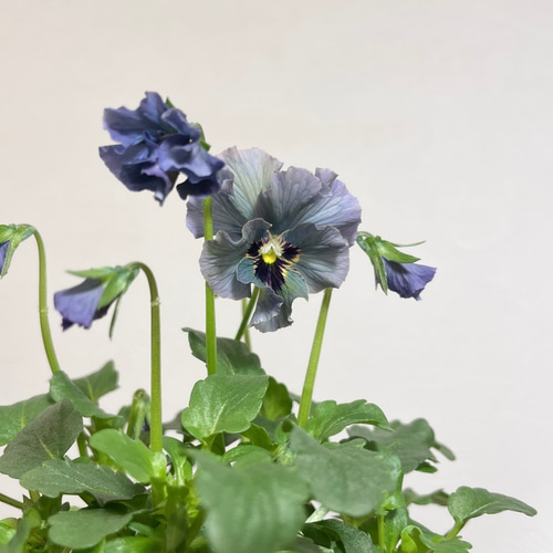 ビオラ♡レディ♡超希少 多肉植物 森の小さなお花屋さん 通販