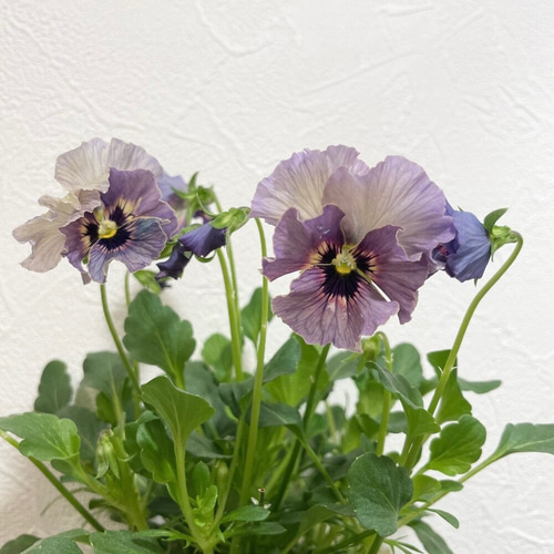 ビオラ♡レディ♡超希少 多肉植物 森の小さなお花屋さん 通販
