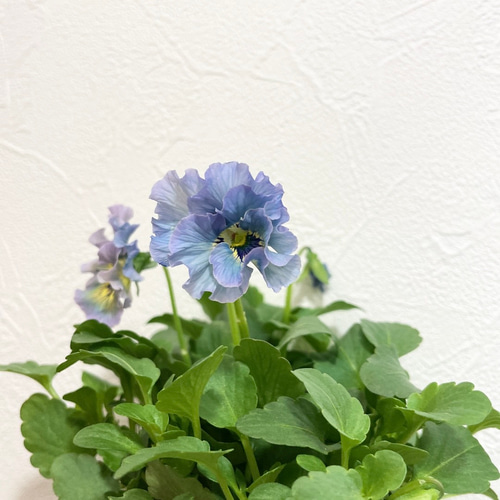 ビオラ♡レディ♡超希少 多肉植物 森の小さなお花屋さん 通販