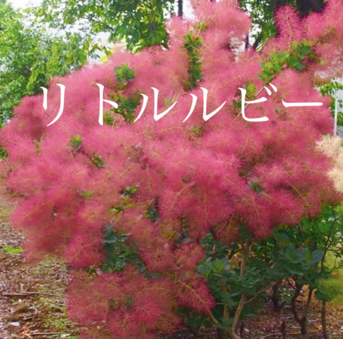 スモークツリー　リトルルビー　花芽多数　５寸植　樹木　花苗　苗木　苗