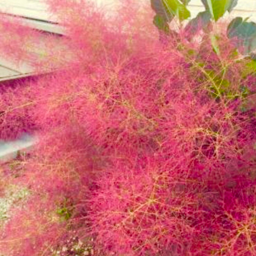 スモークツリー 苗 リトルルビー 希少品種 苗木 その他インテリア雑貨