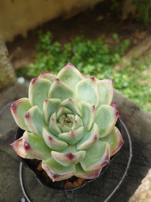 多肉植物　【ファイヤーピラー】 1枚目の画像