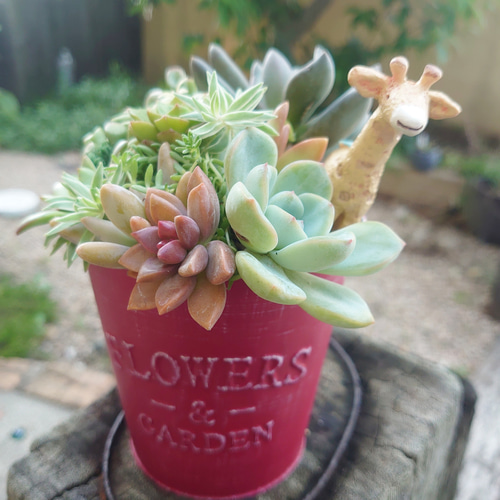♡そのまま飾れる♡可愛い多肉植物寄植え 多肉植物 LOVELENT 通販