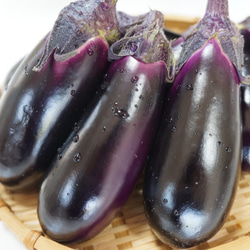 高知県産なすび 1.8kg（約20本前後） 野菜 kagayaki 通販 9965993