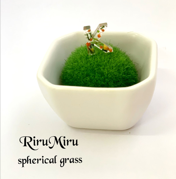 spherical grass  まるっこ芝 2枚目の画像