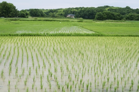 濃厚有機白米あまざけ２５０ｇ×4本 【メール便・送料込み】 5枚目の画像