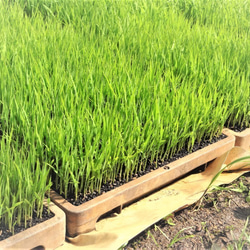 有機栽培米 黒米【古代米】 国内産（５0０ｇ）ﾊﾟｯｸ 4枚目の画像