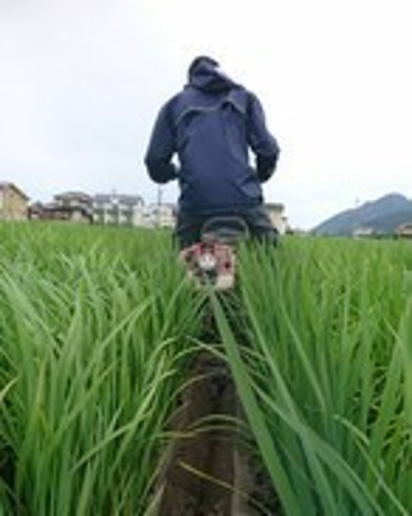 有機栽培米 黒米【古代米】 国内産（５0０ｇ）ﾊﾟｯｸ 7枚目の画像