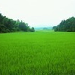 有機栽培米 黒米【古代米】 国内産（５0０ｇ）ﾊﾟｯｸ 8枚目の画像