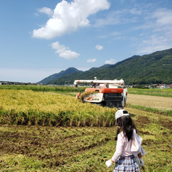 【わけあり・送料込み・メール便】有機白米丸もち 350ｇ 10個 9枚目の画像