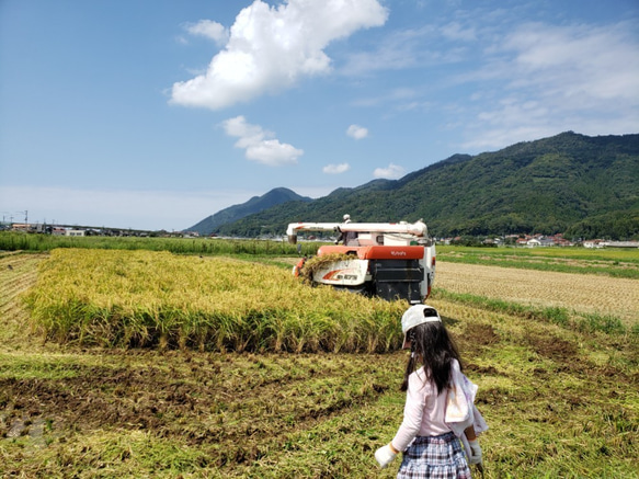 【わけあり・送料込み・メール便】有機白米丸もち 350ｇ 10個 9枚目の画像