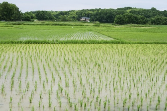 【メール便・送料込み 】特別栽培米 玄米 島根県産 3合（４５０ｇ）ﾊﾟｯｸ 5枚目の画像