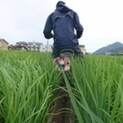 【メール便・送料込み 】特別栽培米 玄米 島根県産 3合（４５０ｇ）ﾊﾟｯｸ 6枚目の画像