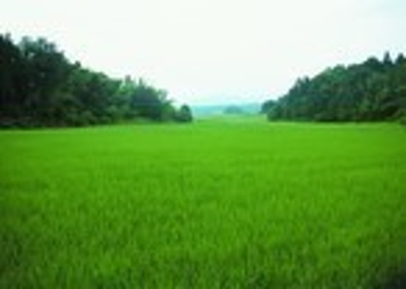 【メール便・送料込み 】特別栽培米 玄米 島根県産 3合（４５０ｇ）ﾊﾟｯｸ 7枚目の画像