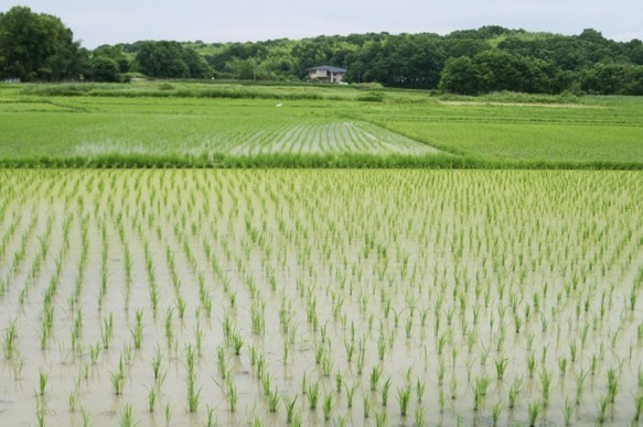 【メール便・送料込み】特別栽培米　白米 島根県産　3合（４５０ｇ）ﾊﾟｯｸ 6枚目の画像