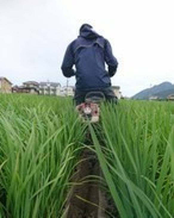 【メール便・送料込み】特別栽培米　白米 島根県産　3合（４５０ｇ）ﾊﾟｯｸ 7枚目の画像