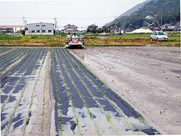 【メール便・送料込み】有機栽培米 玄米 島根県産　3合（４５０ｇ）ﾊﾟｯｸ 5枚目の画像