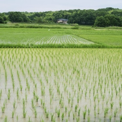 【メール便・送料込み】有機栽培米 玄米 島根県産　3合（４５０ｇ）ﾊﾟｯｸ 6枚目の画像