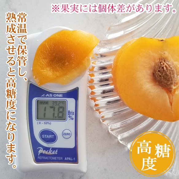 すもも プラム 秋姫 中玉 (L〜2L)×11～14玉 約1.2kg 黄色 スモモ 李 山形産 産直 3枚目の画像