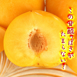 すもも プラム 秋姫 中玉 (L〜2L)×11～14玉 約1.2kg 黄色 スモモ 李 山形産 産直 2枚目の画像