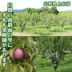 すもも プラム 秋姫 中玉 (L〜2L)×11～14玉 約1.2kg 黄色 スモモ 李 山形産 産直 5枚目の画像