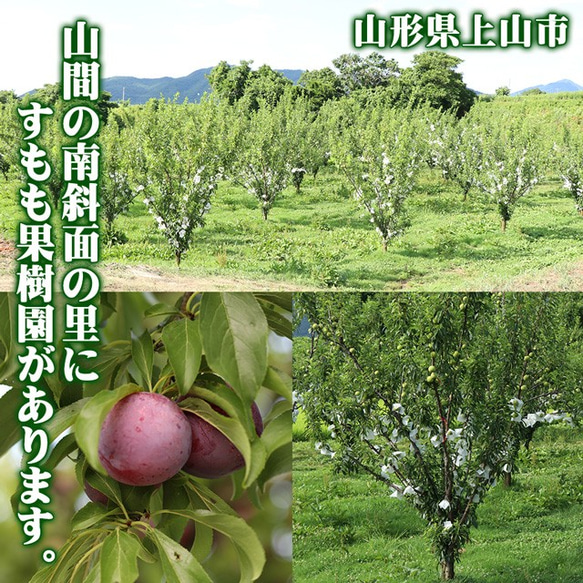 すもも プラム 秋姫 中玉 (L〜2L)×11～14玉 約1.2kg 黄色 スモモ 李 山形産 産直 5枚目の画像